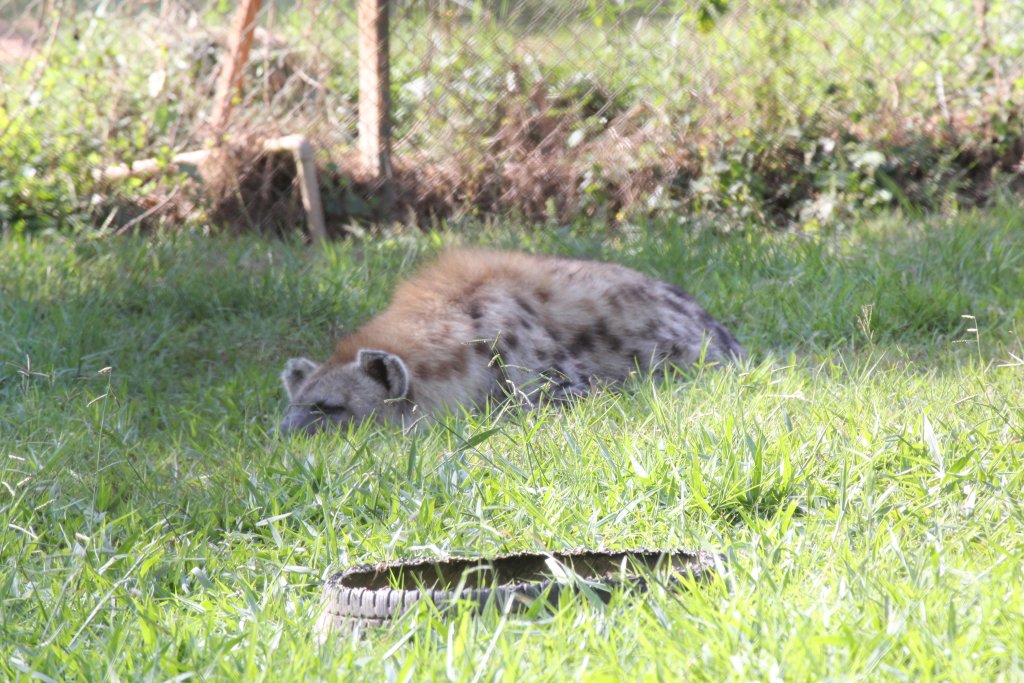 Spotted [Laughing] Hyena