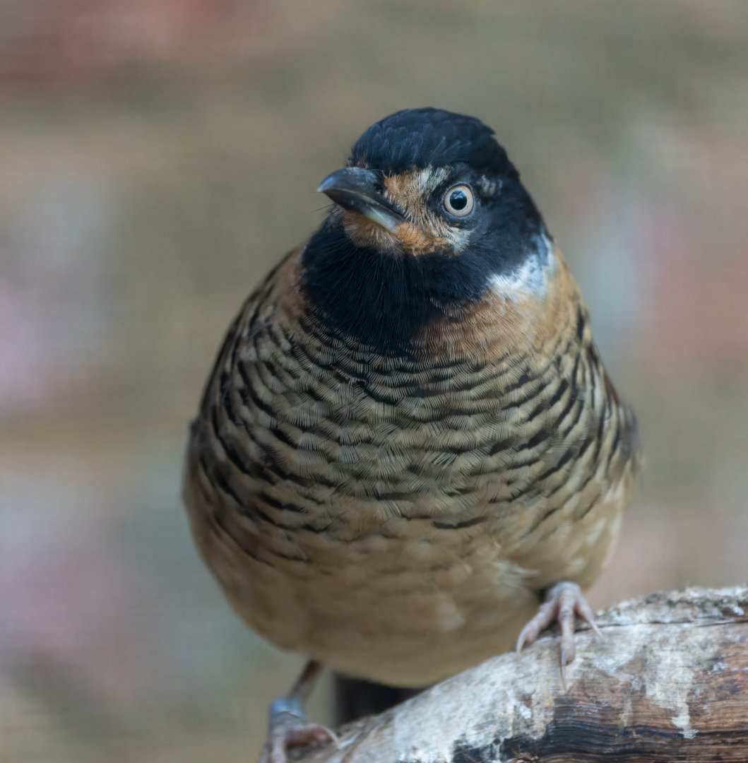 Spotted laughing thrush, CWP, UK