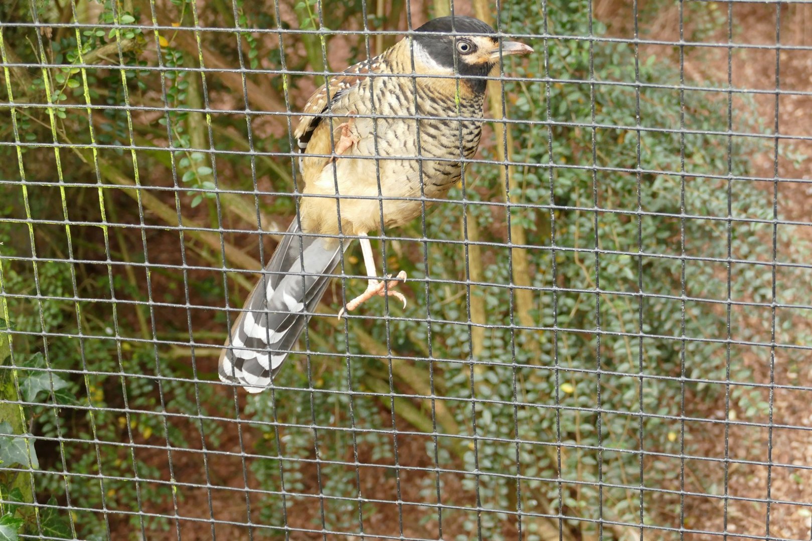 Spotted Laughing Thrush, January 2022