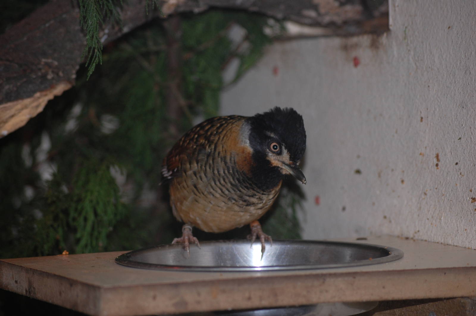 Spotted Laughing Thrush