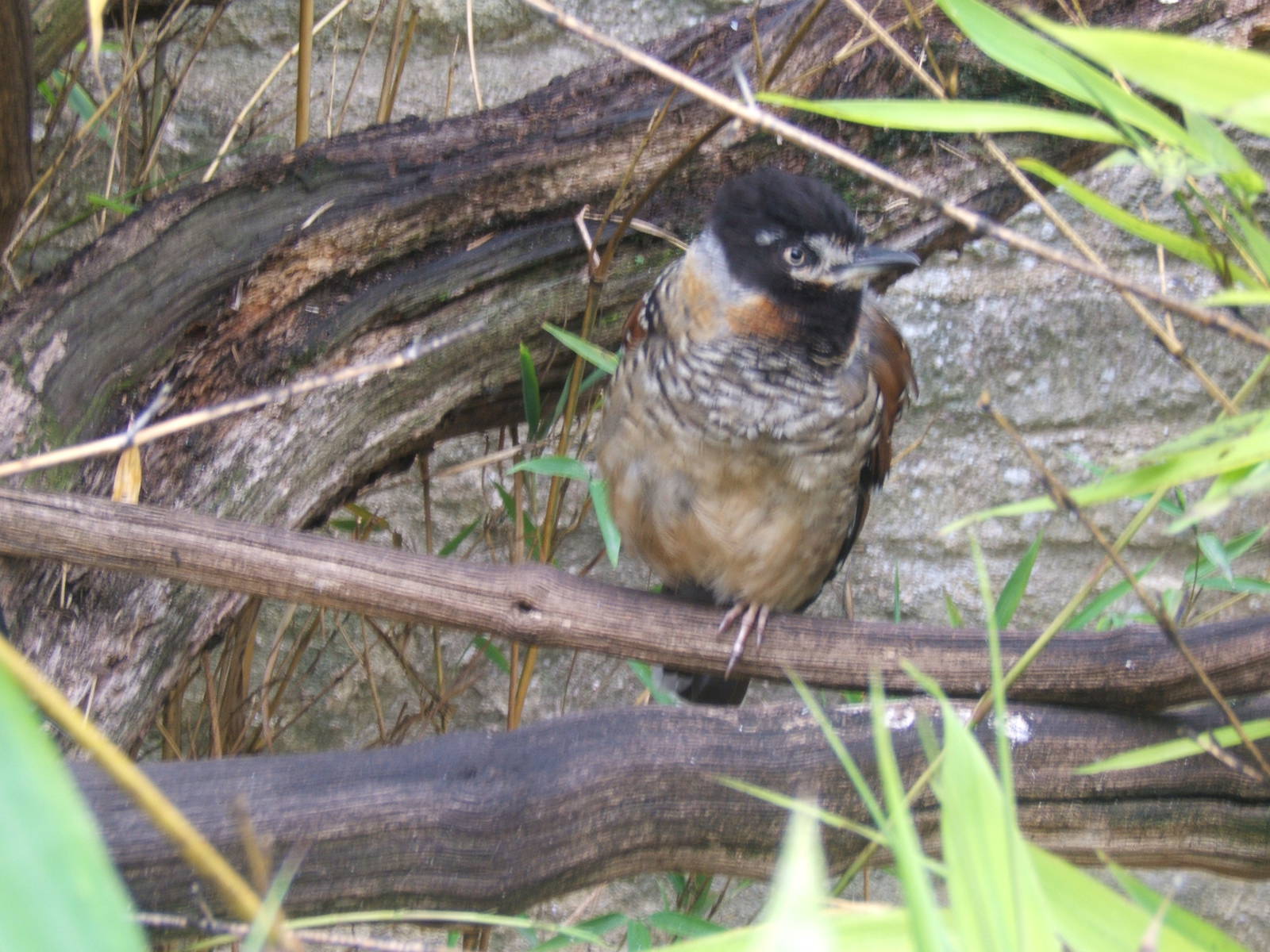Spotted Laughing Thrush