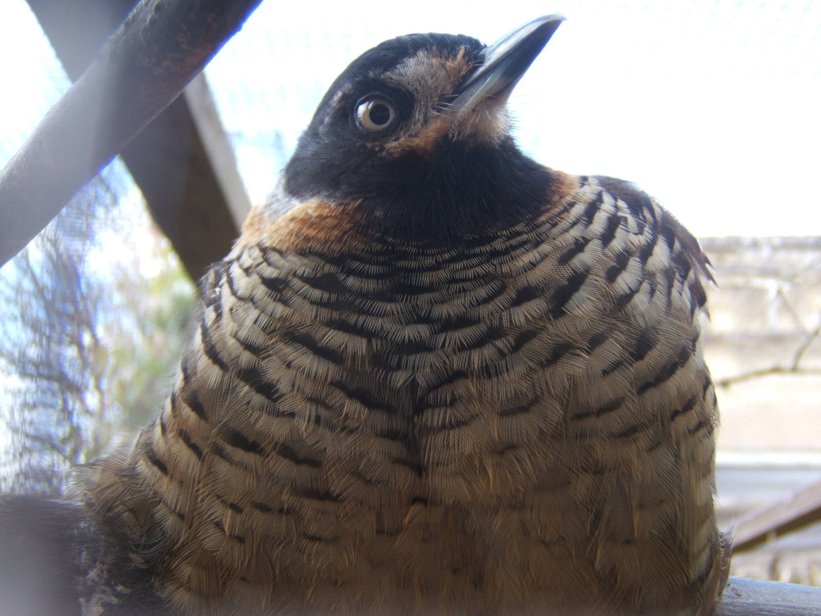 Spotted Laughing Thrush