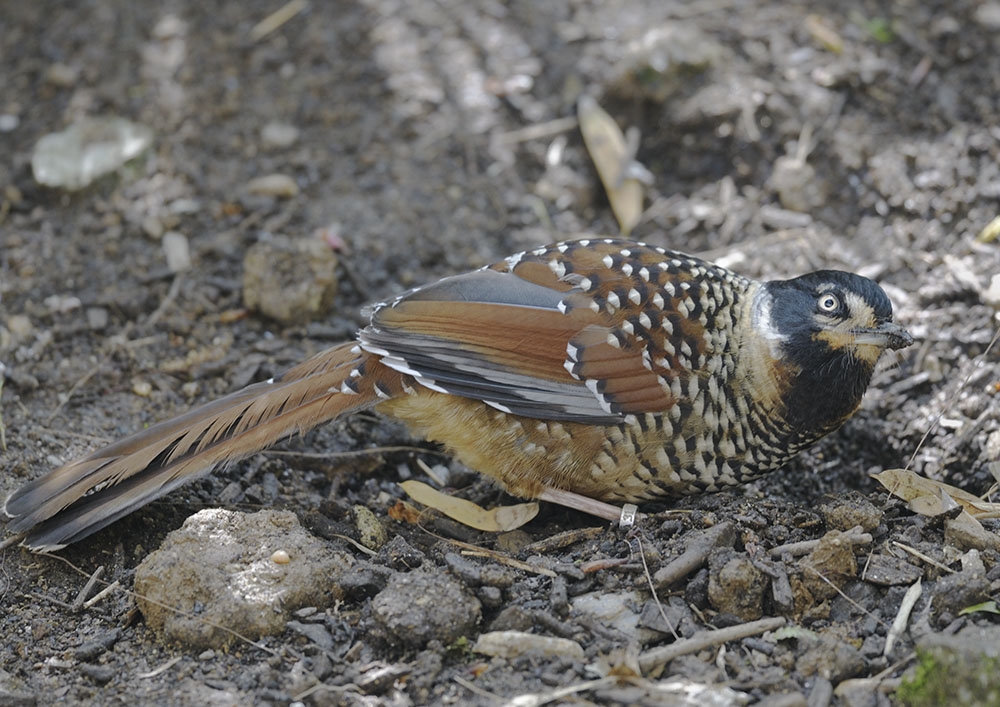 Spotted laughing-thrush