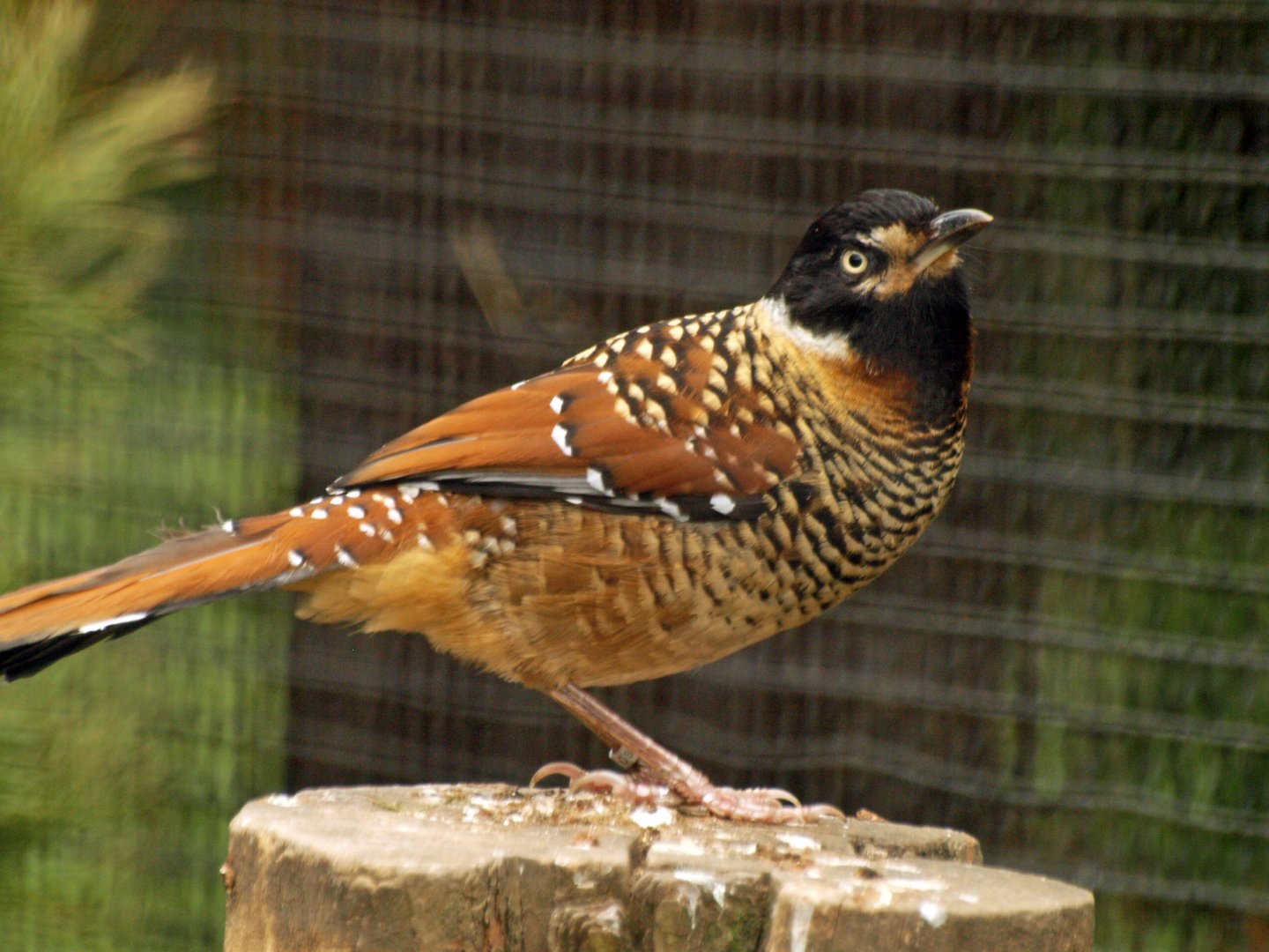 Spotted Laughing thrush