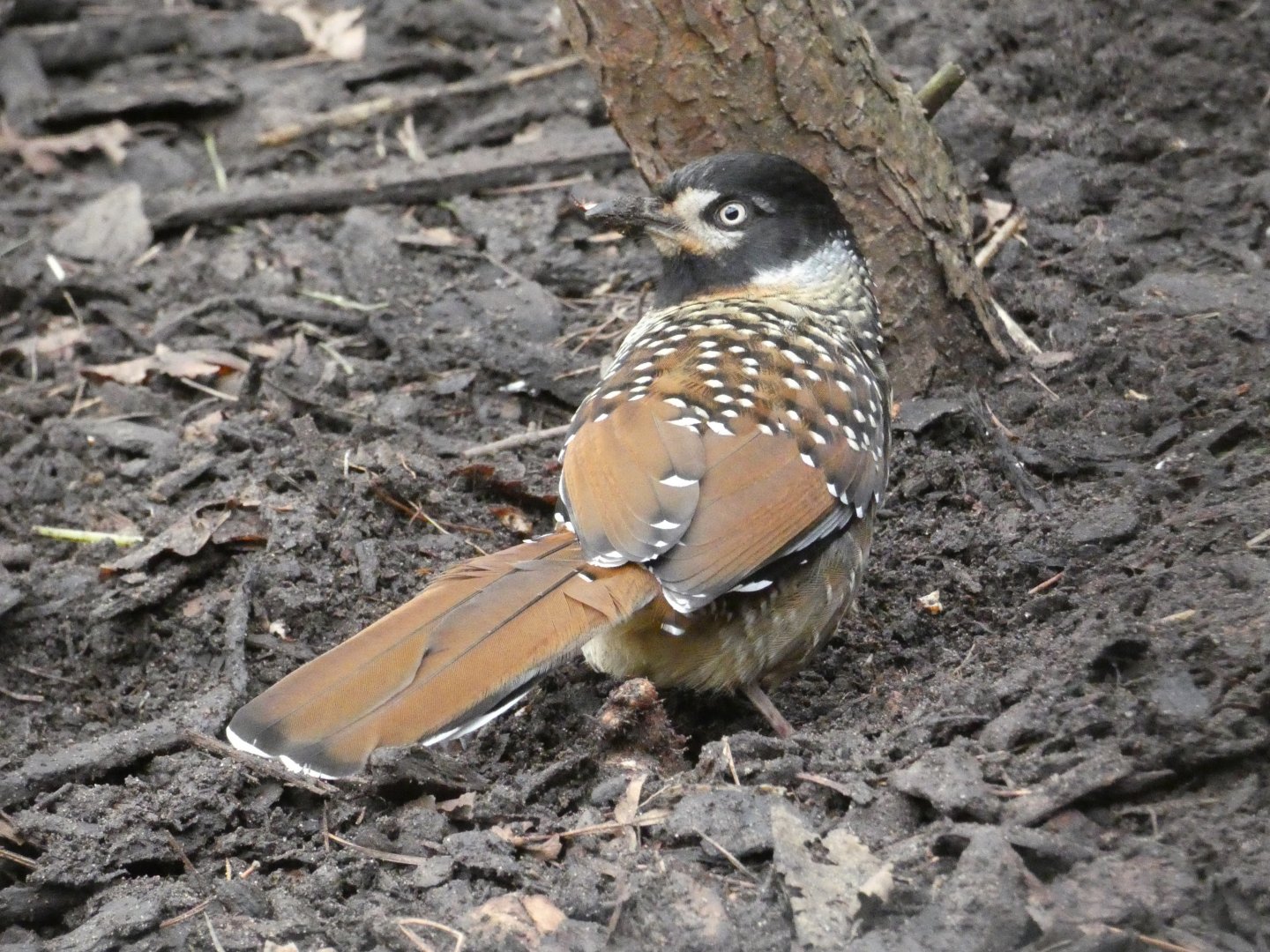 Spotted laughing-thrush