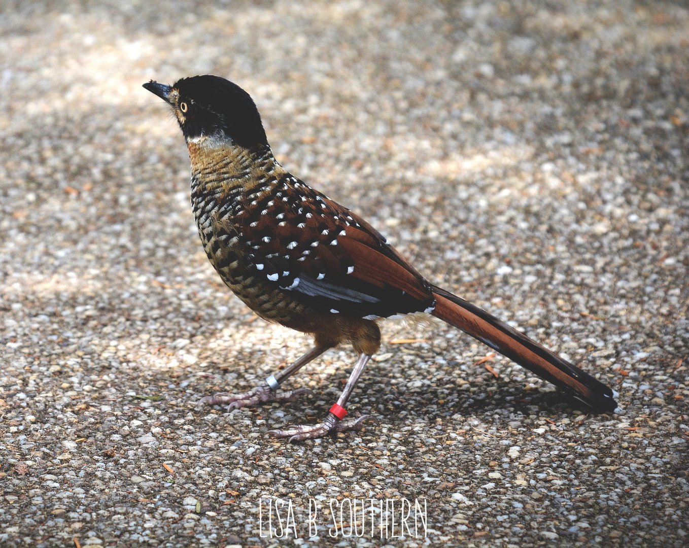 Spotted Laughing Thrush