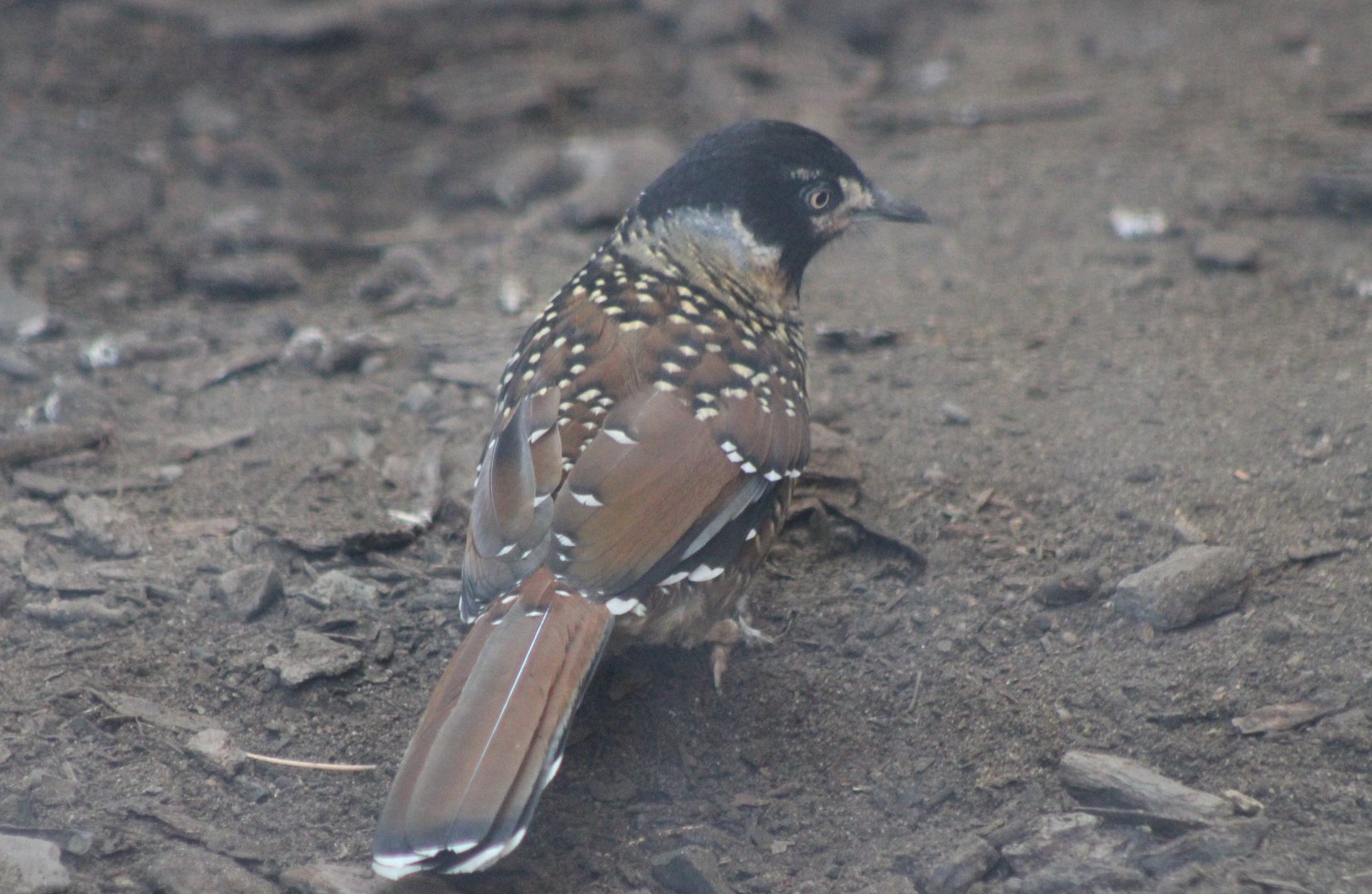 Spotted laughing thrush