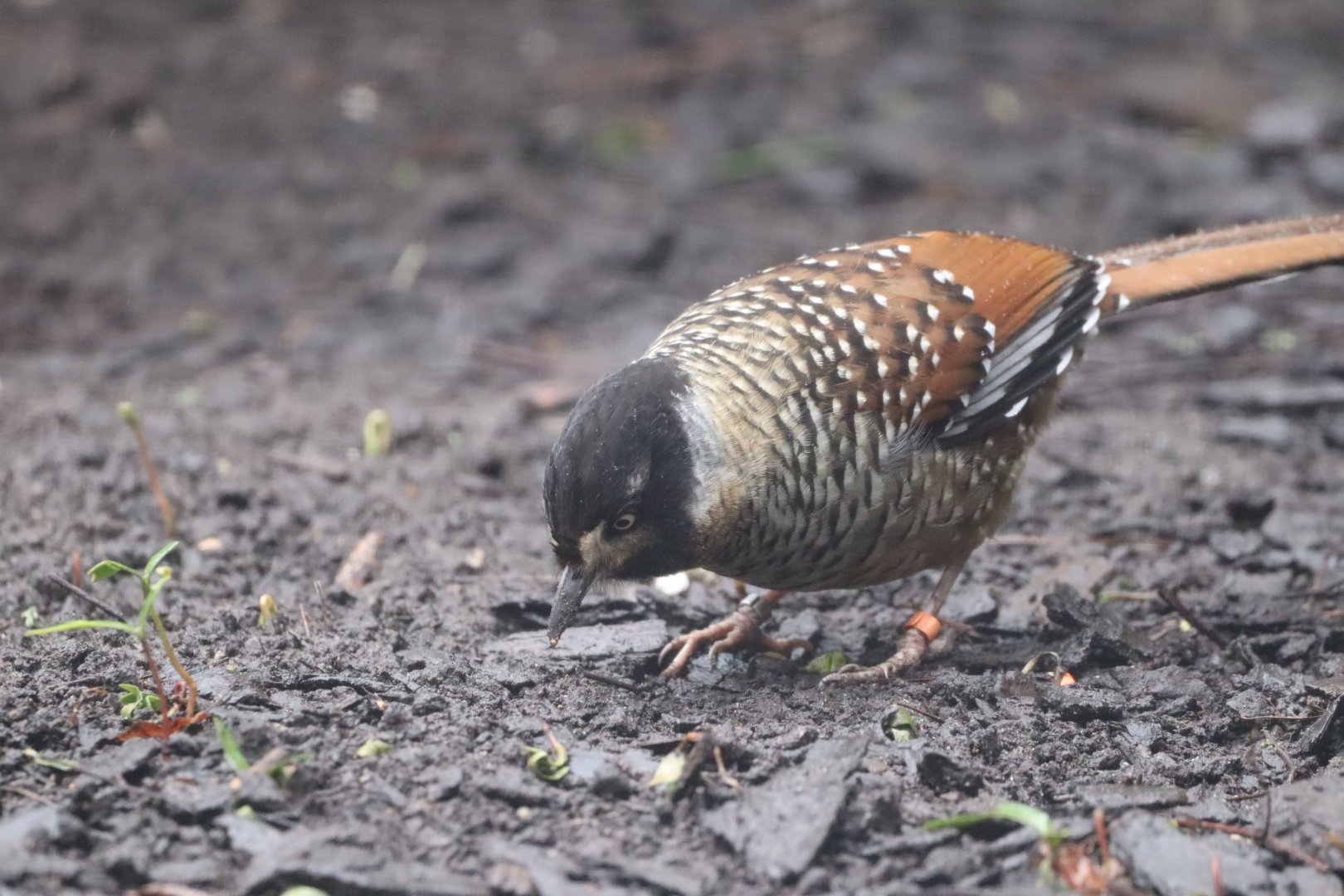 Spotted Laughing-Thrush