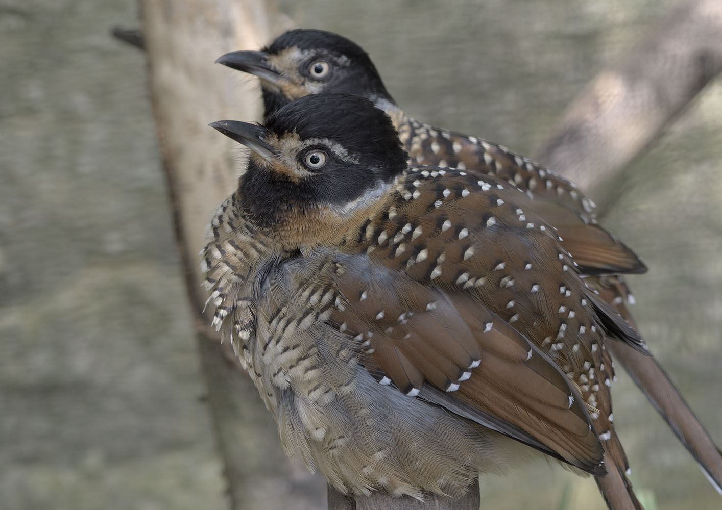 Spotted laughing thrushes