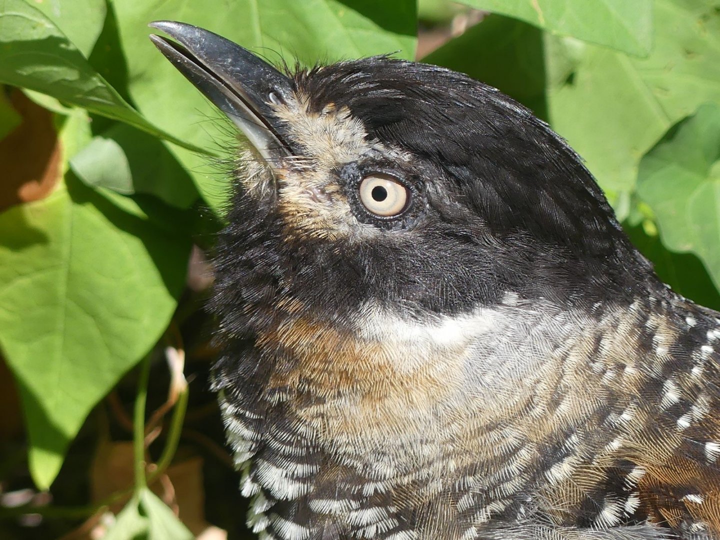 Spotted Laughingthrush - 11.07.25