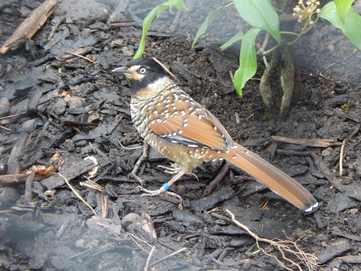 Spotted laughingthrush 181021