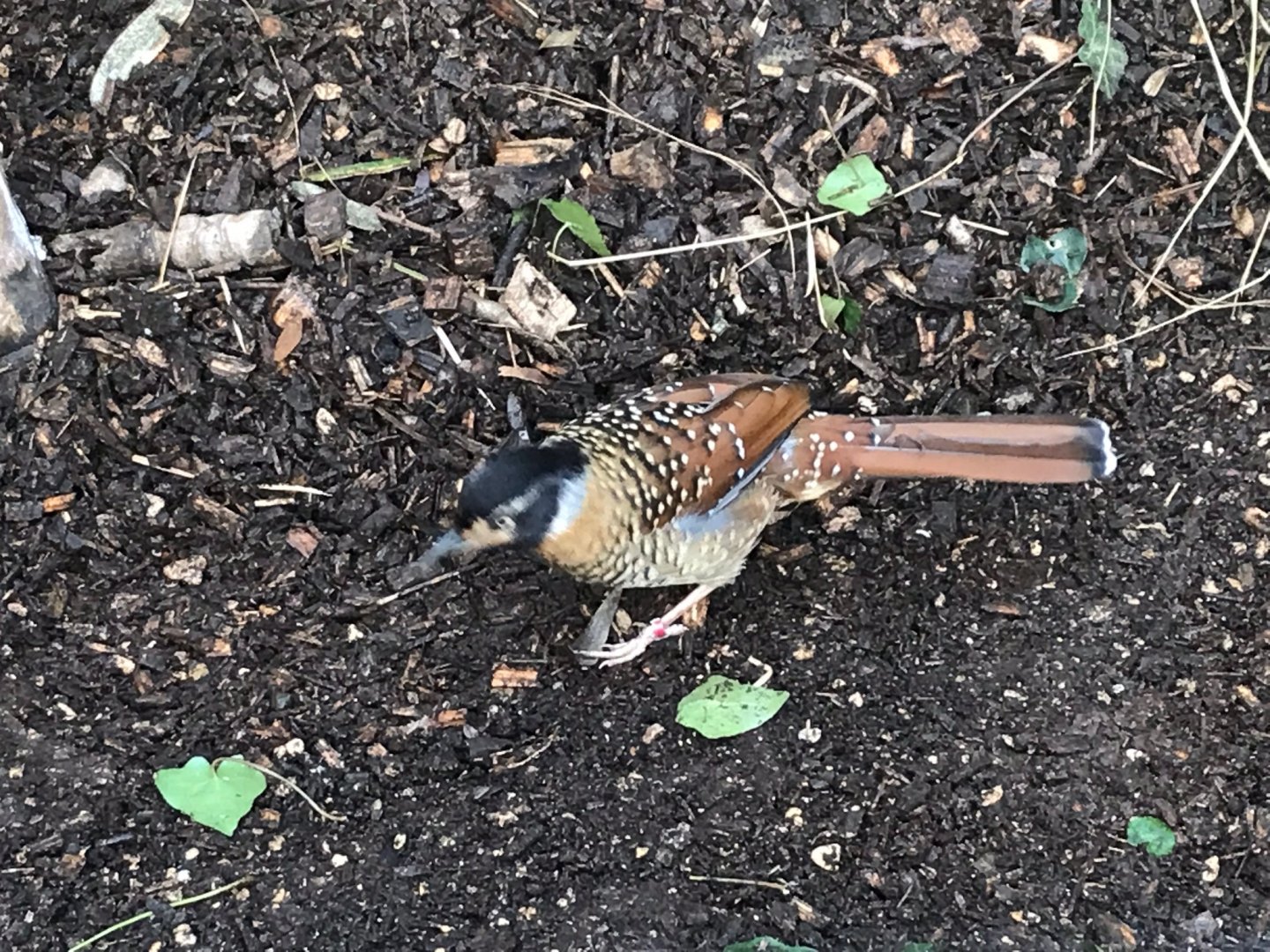 Spotted laughingthrush 250318