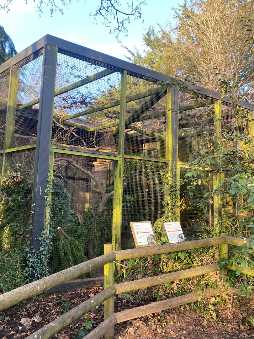 Spotted laughingthrush and Golden pheasant aviary 161222