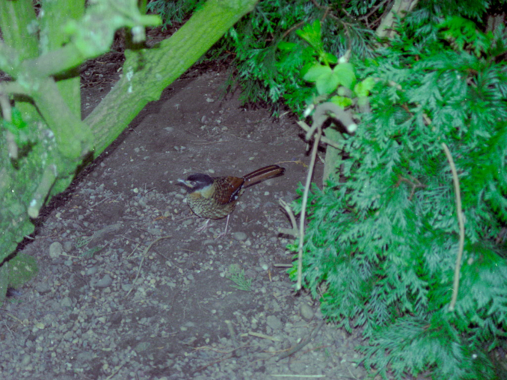 Spotted Laughingthrush at Grangewood Zoo 2005