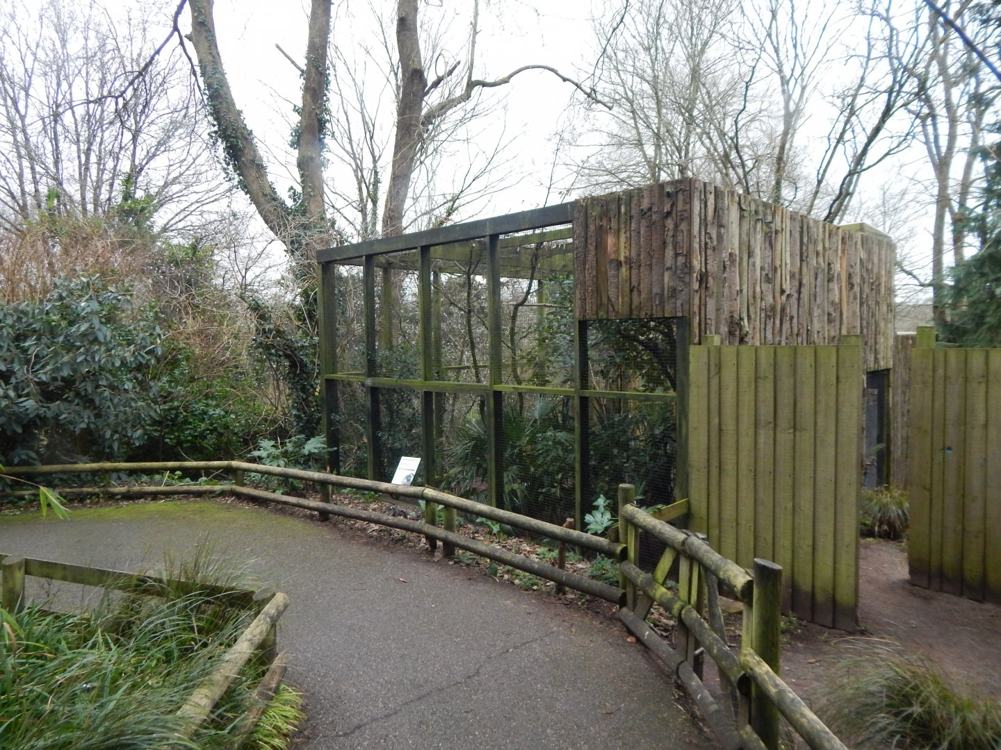 Spotted laughingthrush aviary 050224