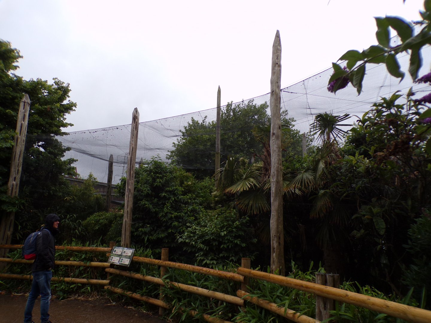 Spotted Laughingthrush, Collared Grosbeak, Silver-eared Mesia and Satyr trogopan aviary Silver-eared 29.6.24