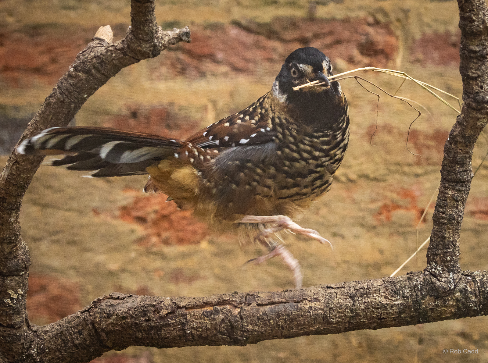 Spotted laughingthrush : Cotswold WP : 01 Jun 2024