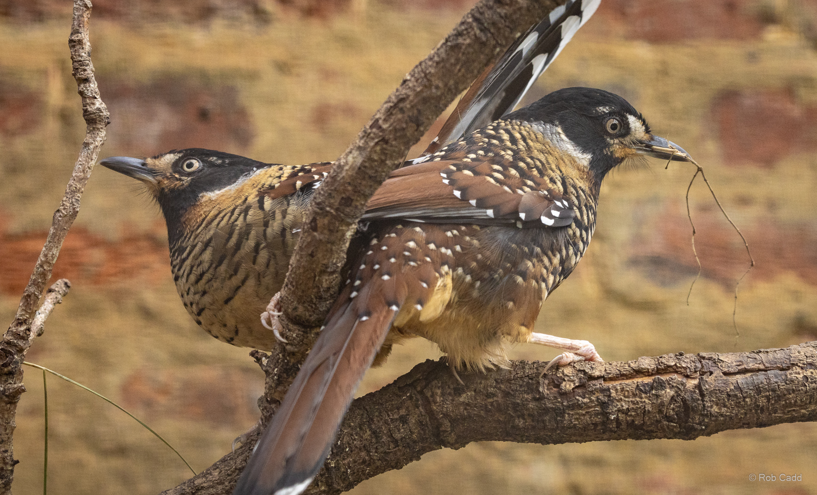 Spotted laughingthrush : Cotswold WP : 01 Jun 2024
