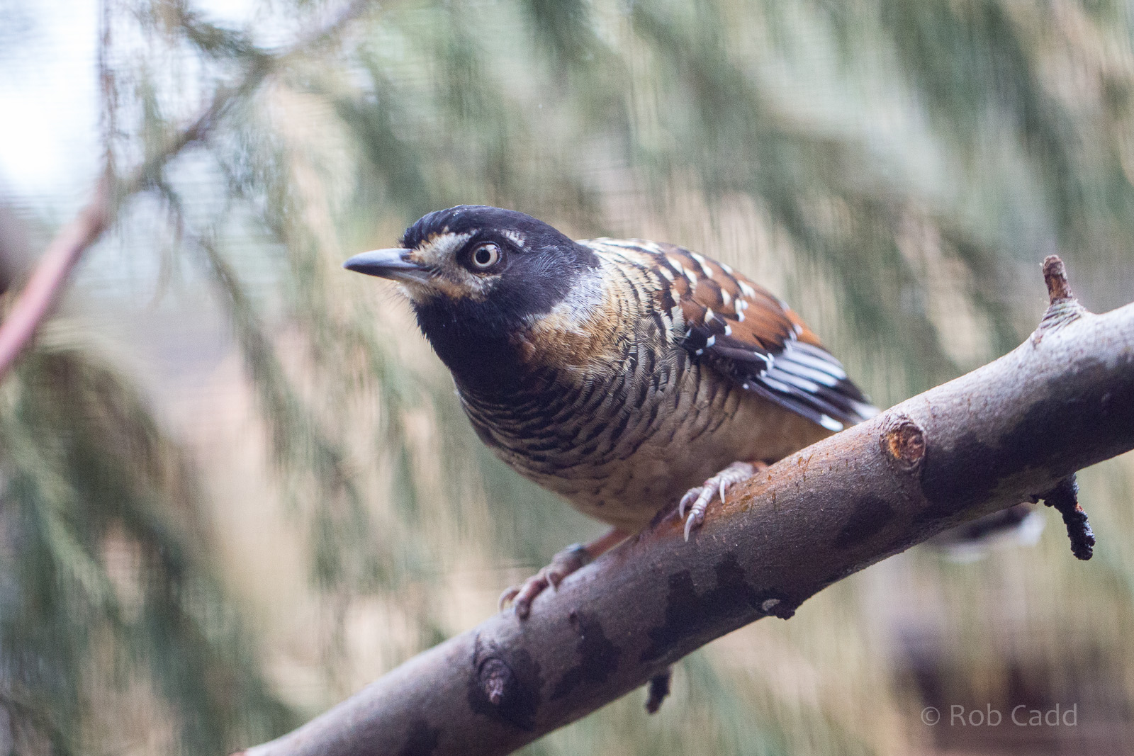Spotted laughingthrush : Cotswold WP : 28 May 2014