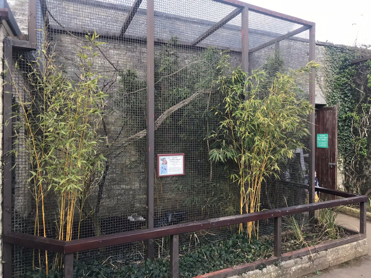 Spotted laughingthrush exhibit 250318