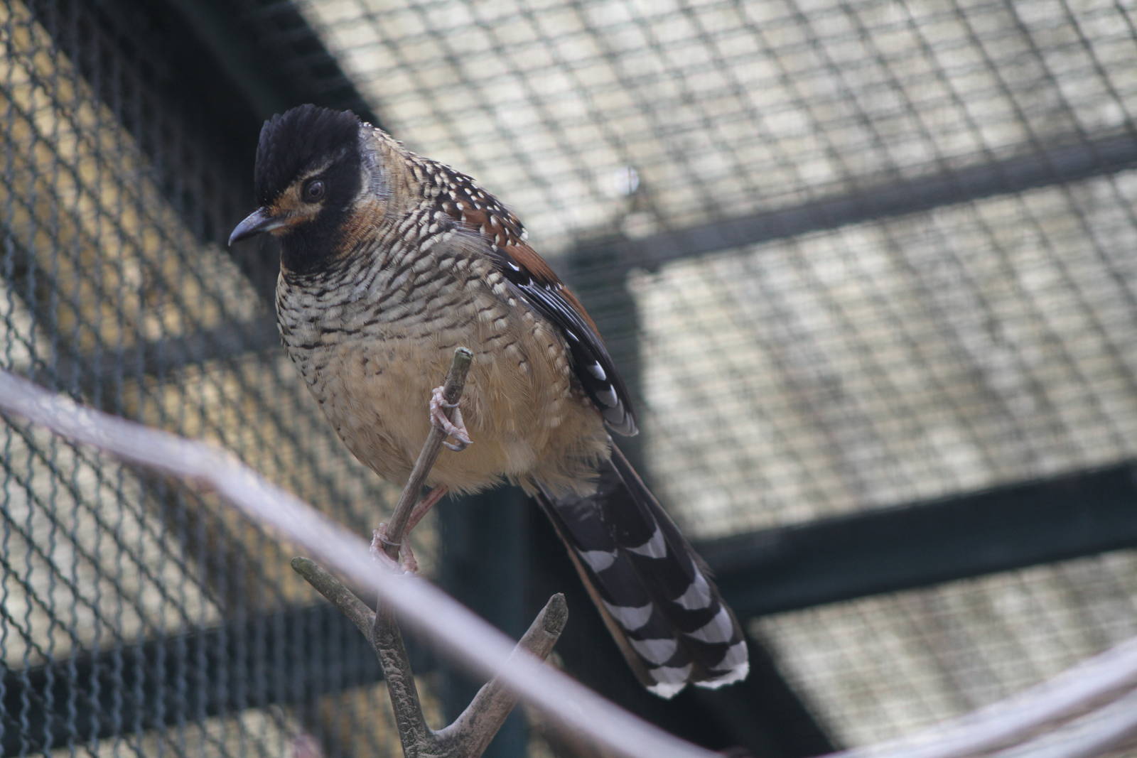 Spotted Laughingthrush (Garrulax ocellatus)
