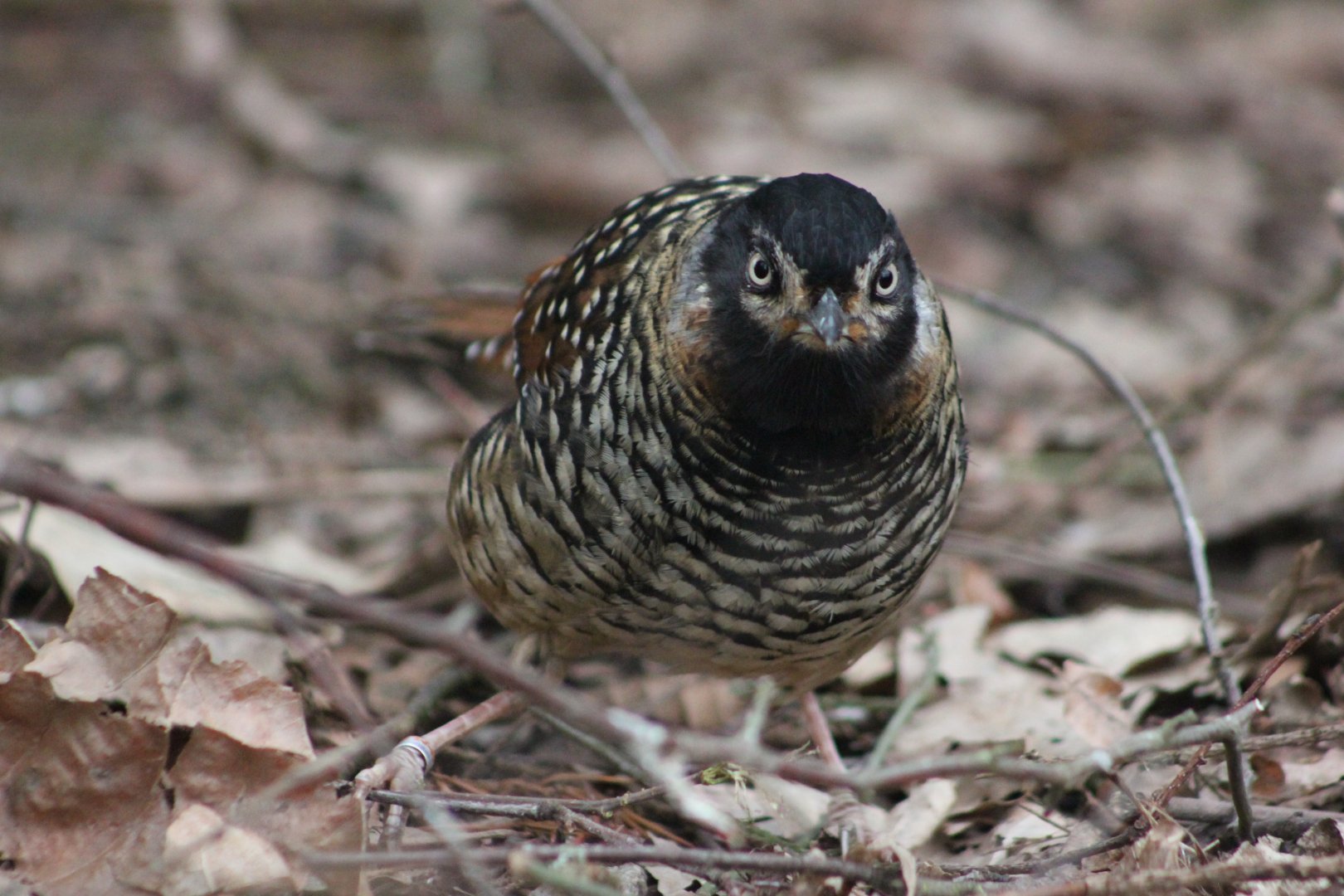 Spotted Laughingthrush (Garrulax ocellatus)