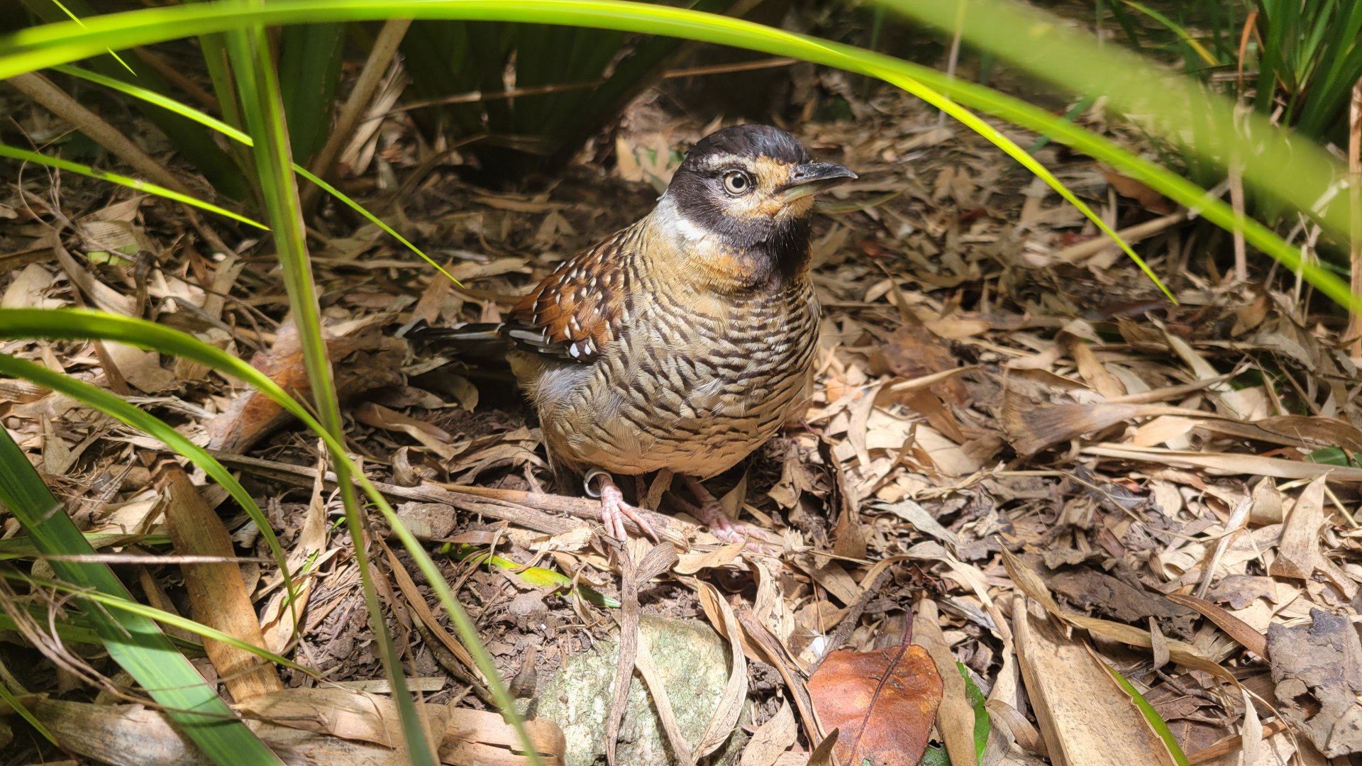 Spotted laughingthrush (Garrulax ocellatus)