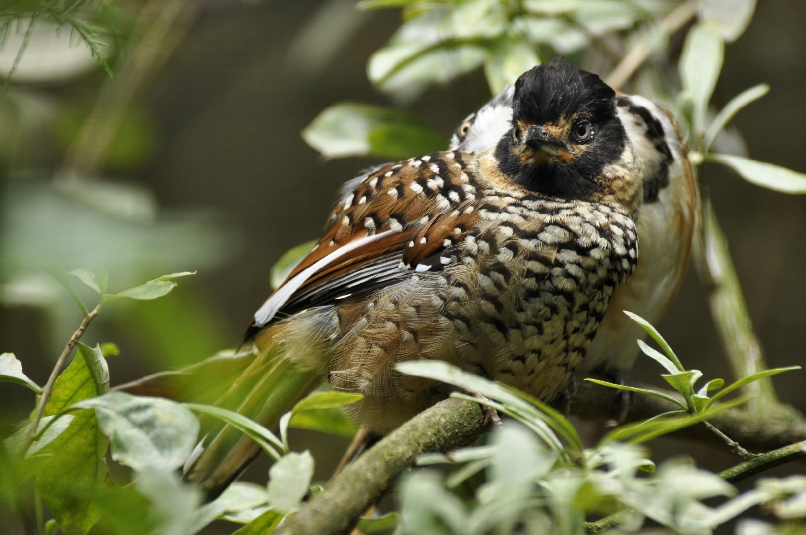 Spotted laughingthrush (Ianthocincla ocellata)
