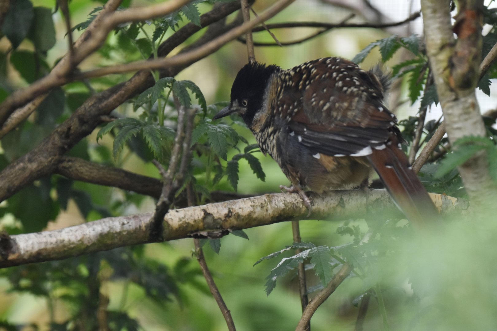 Spotted Laughingthrush Ianthocincla ocellata