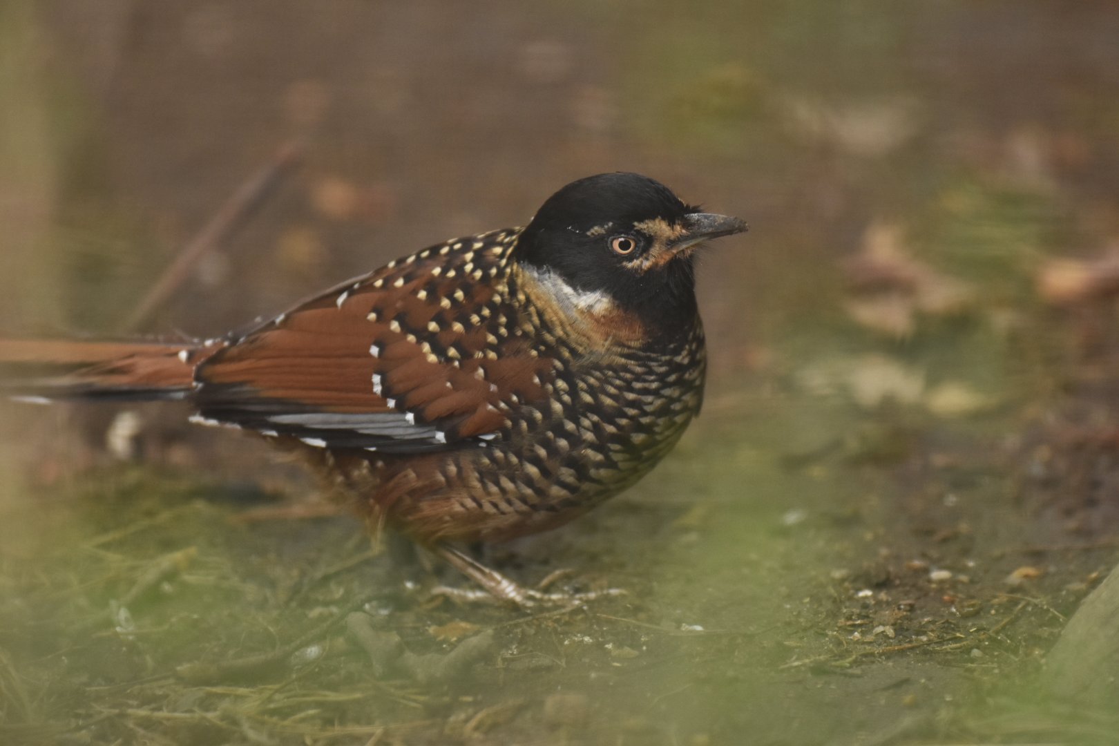 Spotted laughingthrush Ianthocincla ocellata