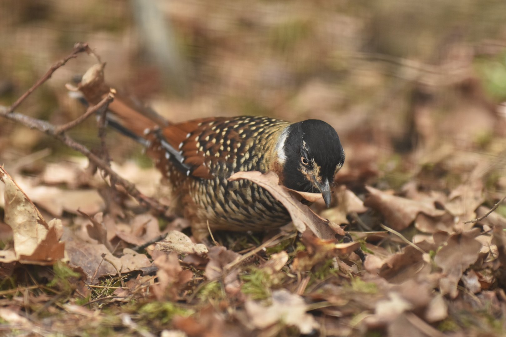 Spotted laughingthrush Ianthocincla ocellata