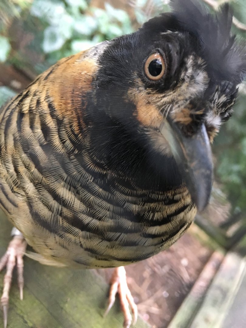 Spotted laughingthrush - Newquay zoo