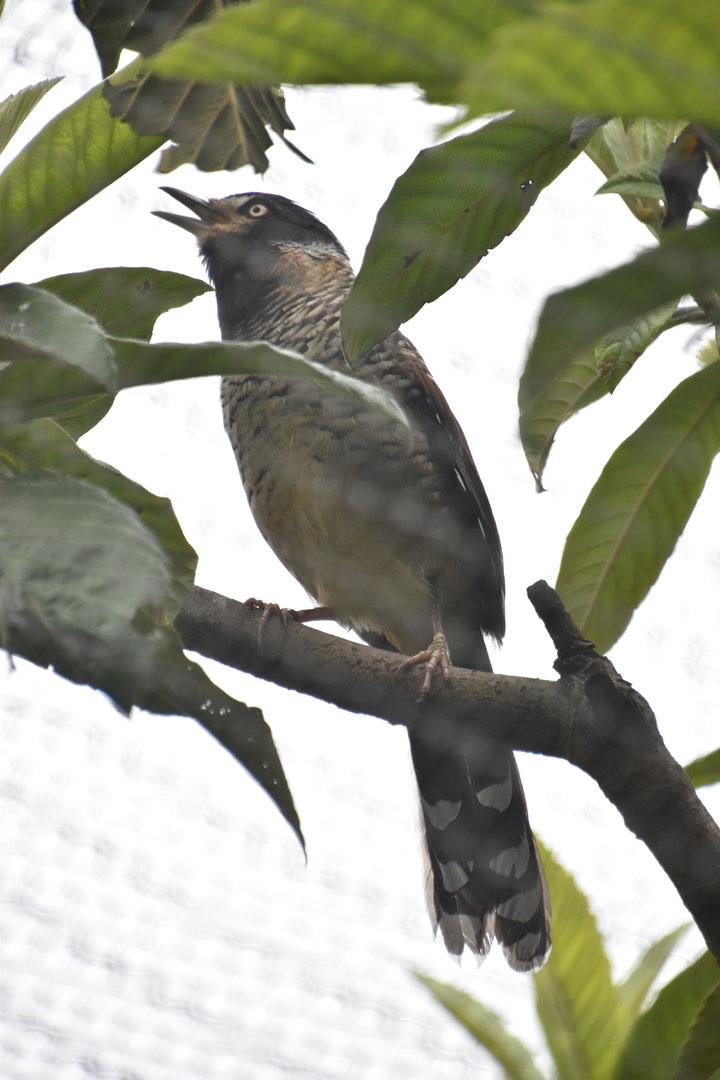 Spotted laughingthrush singing