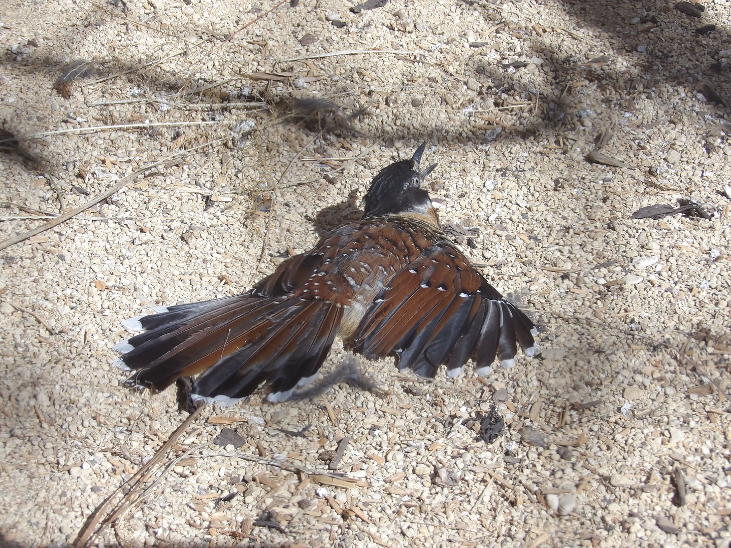 Spotted Laughingthrush Sunbathing (Garrulax ocellatus)