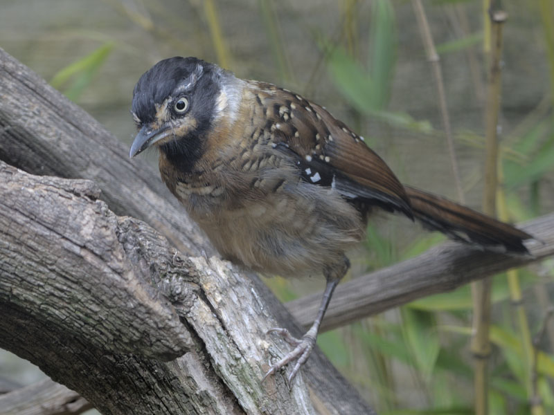 Spotted laughingthrush