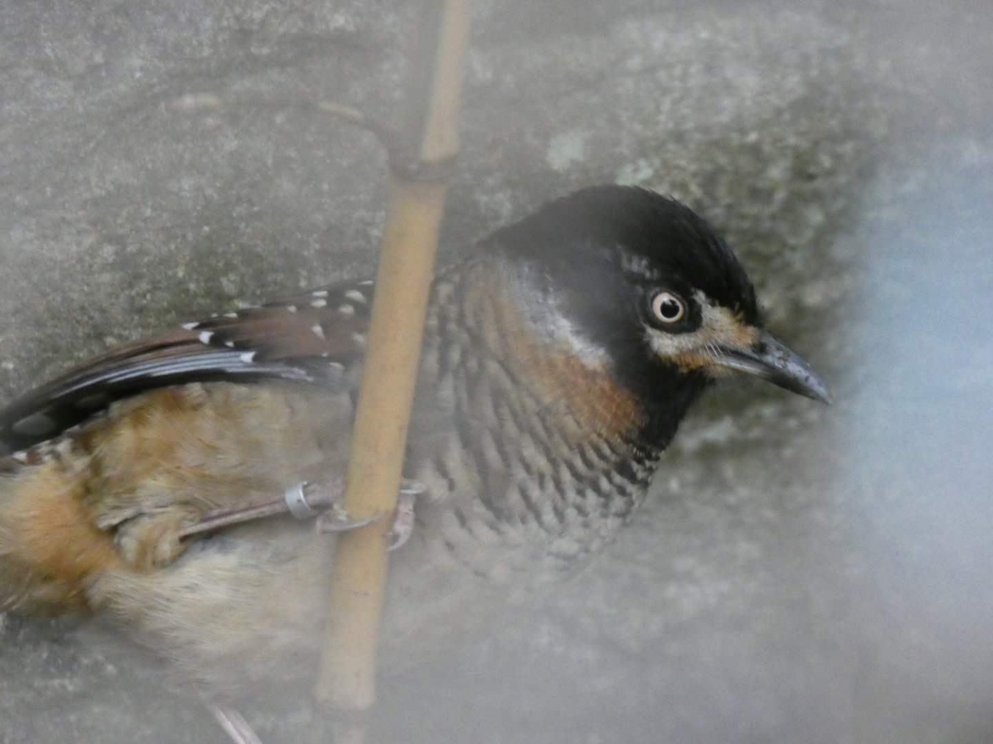 Spotted Laughingthrush