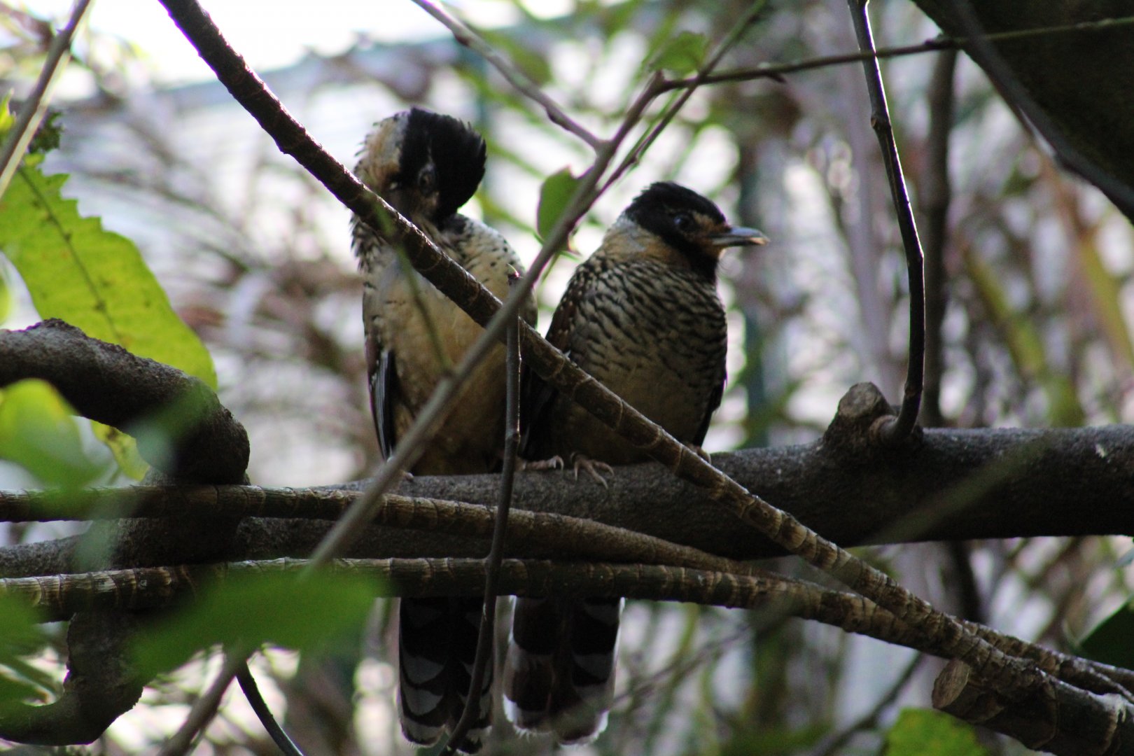 Spotted Laughingthrush