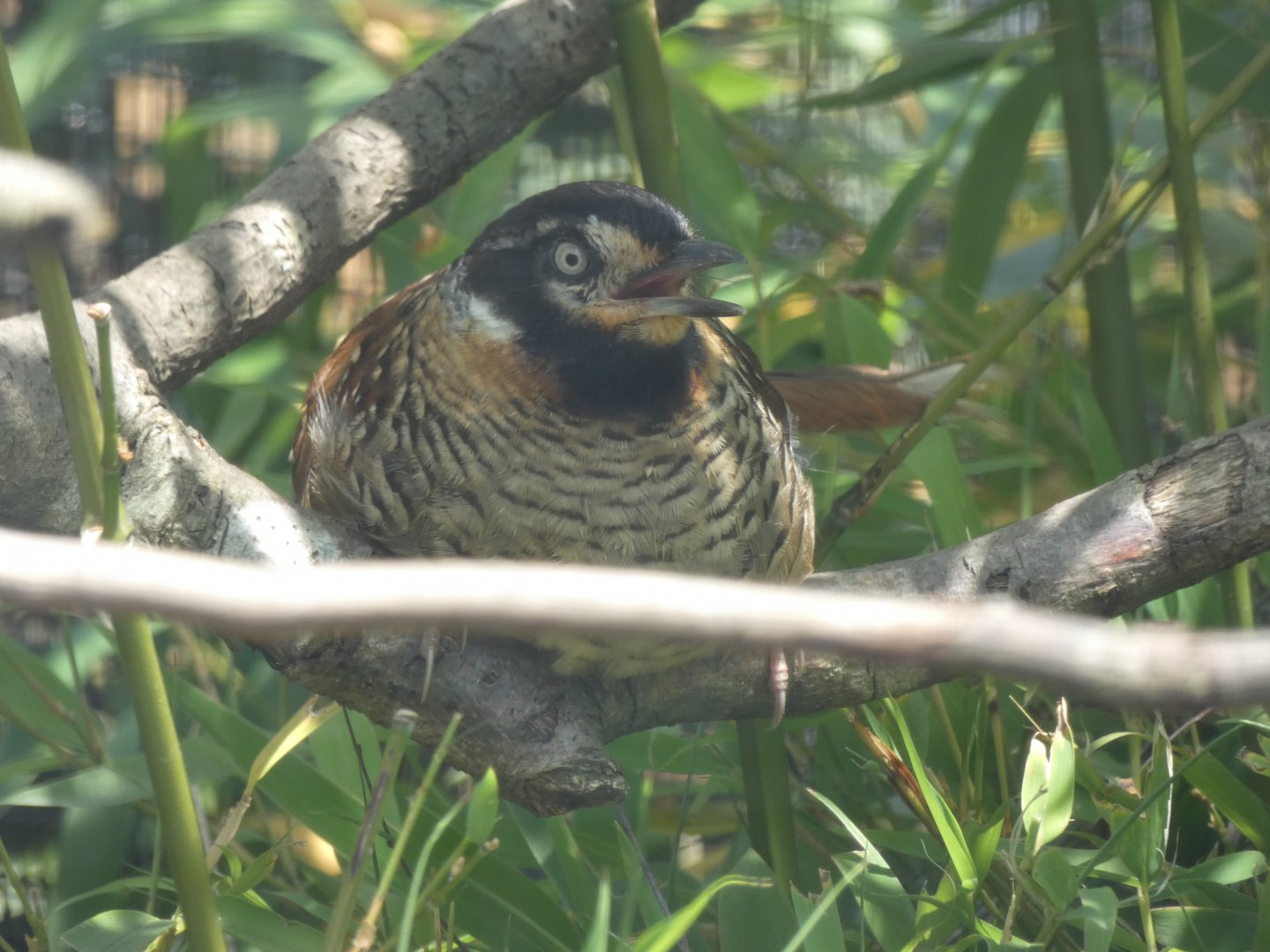 Spotted Laughingthrush