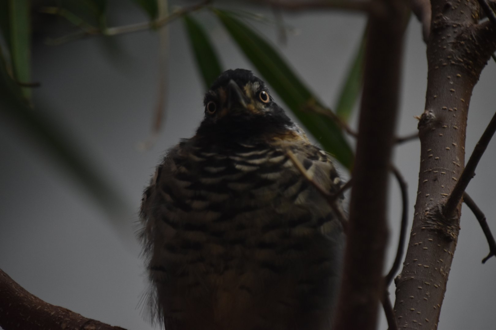 Spotted laughingthrush