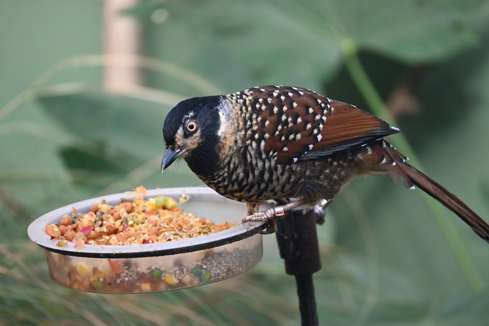 Spotted Laughingthrush