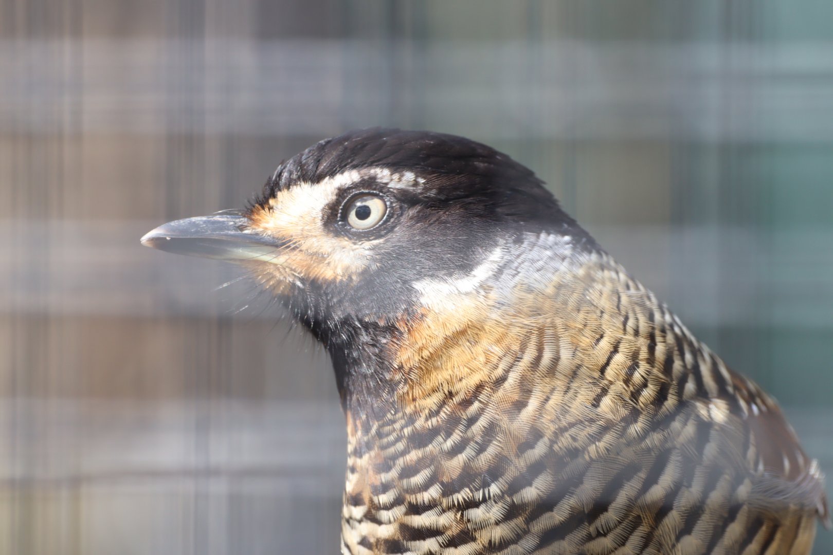 Spotted Laughingthrush