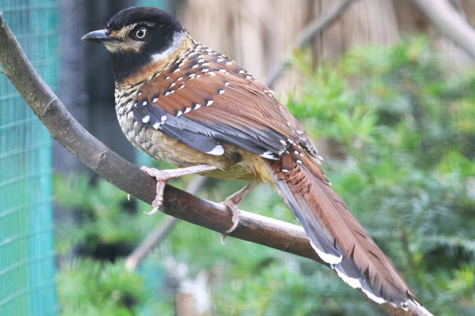 Spotted laughingthrush