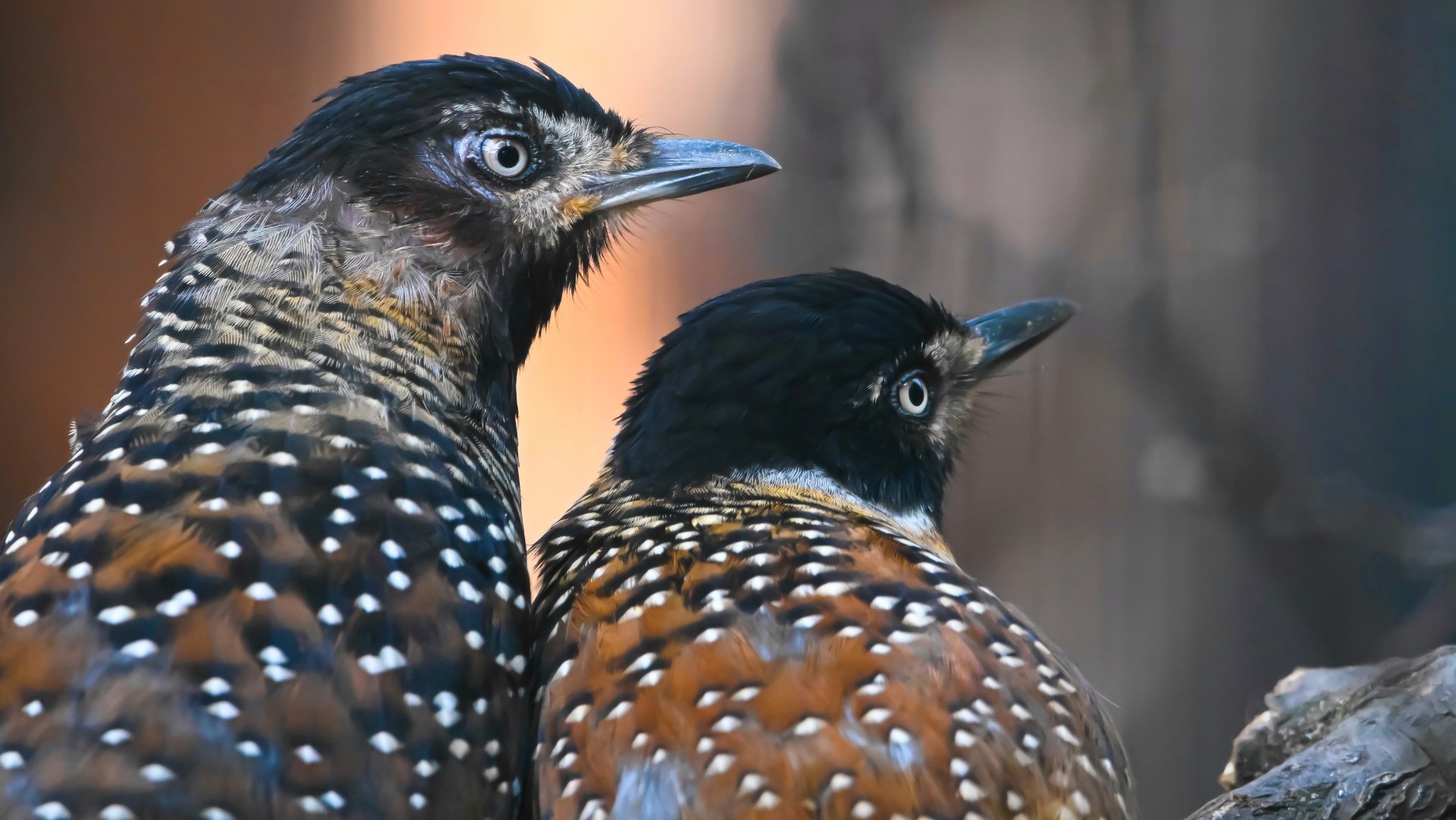 Spotted laughingthrush