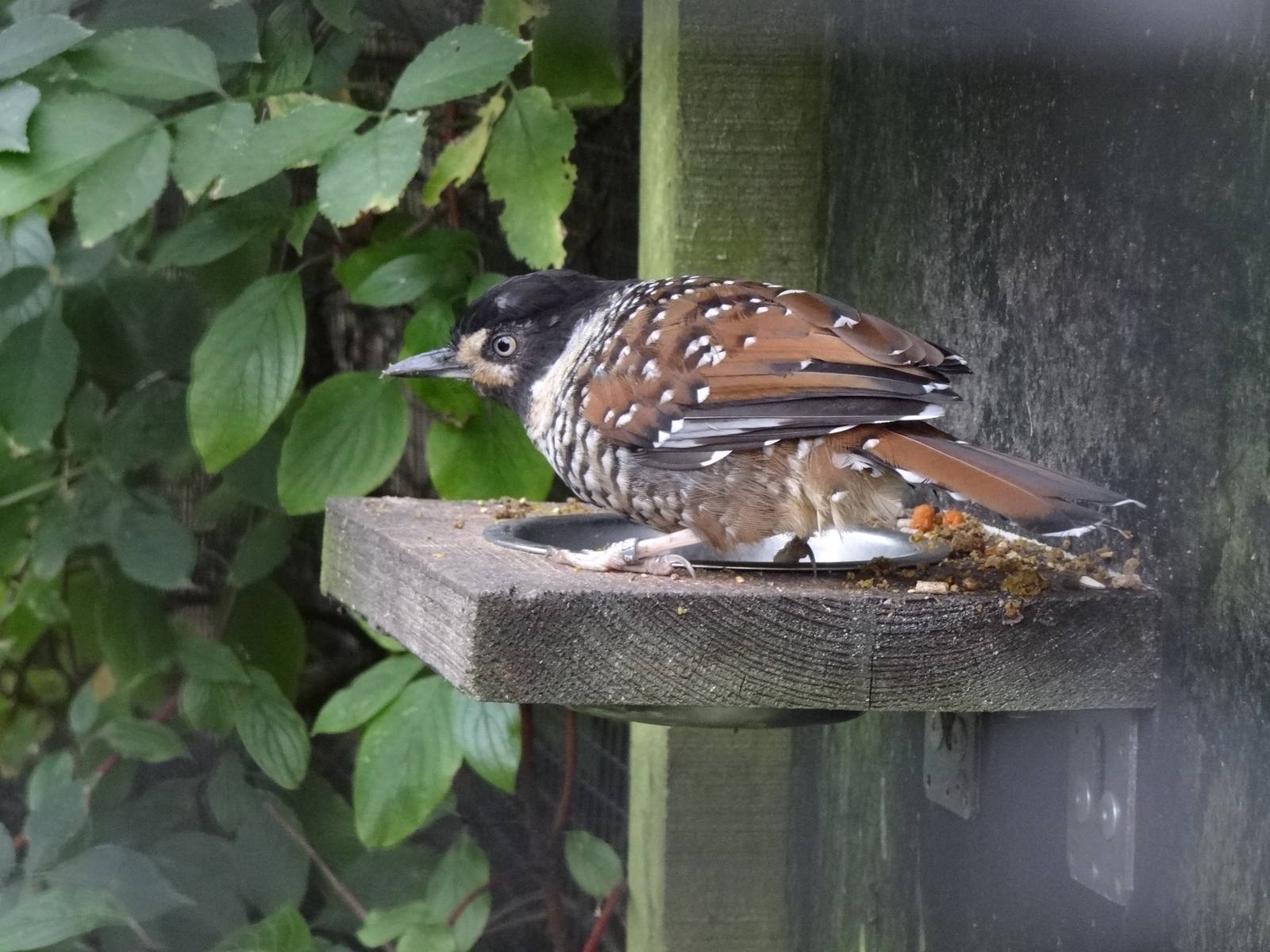 Spotted laughingtrush