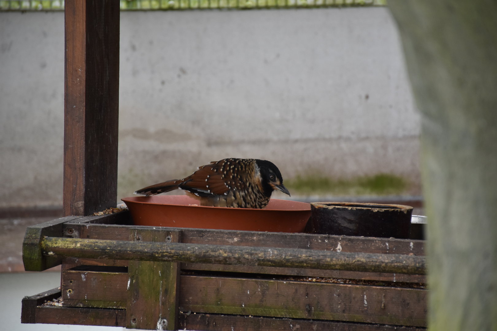 Spotted laughingtrush