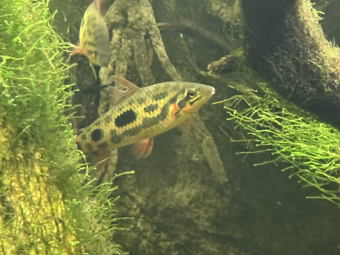 Spotted leporinus