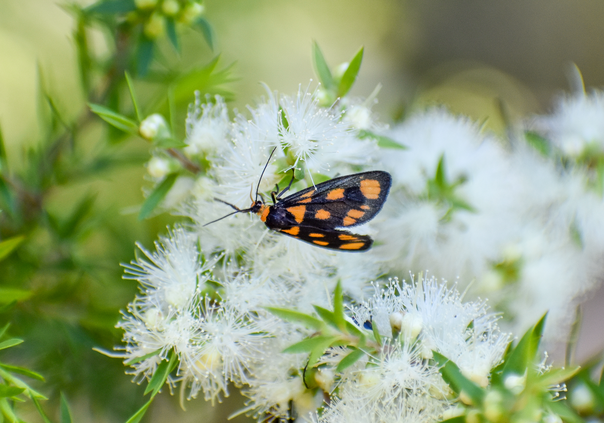 Spotted Lichen Moth (Asura cervicalis)