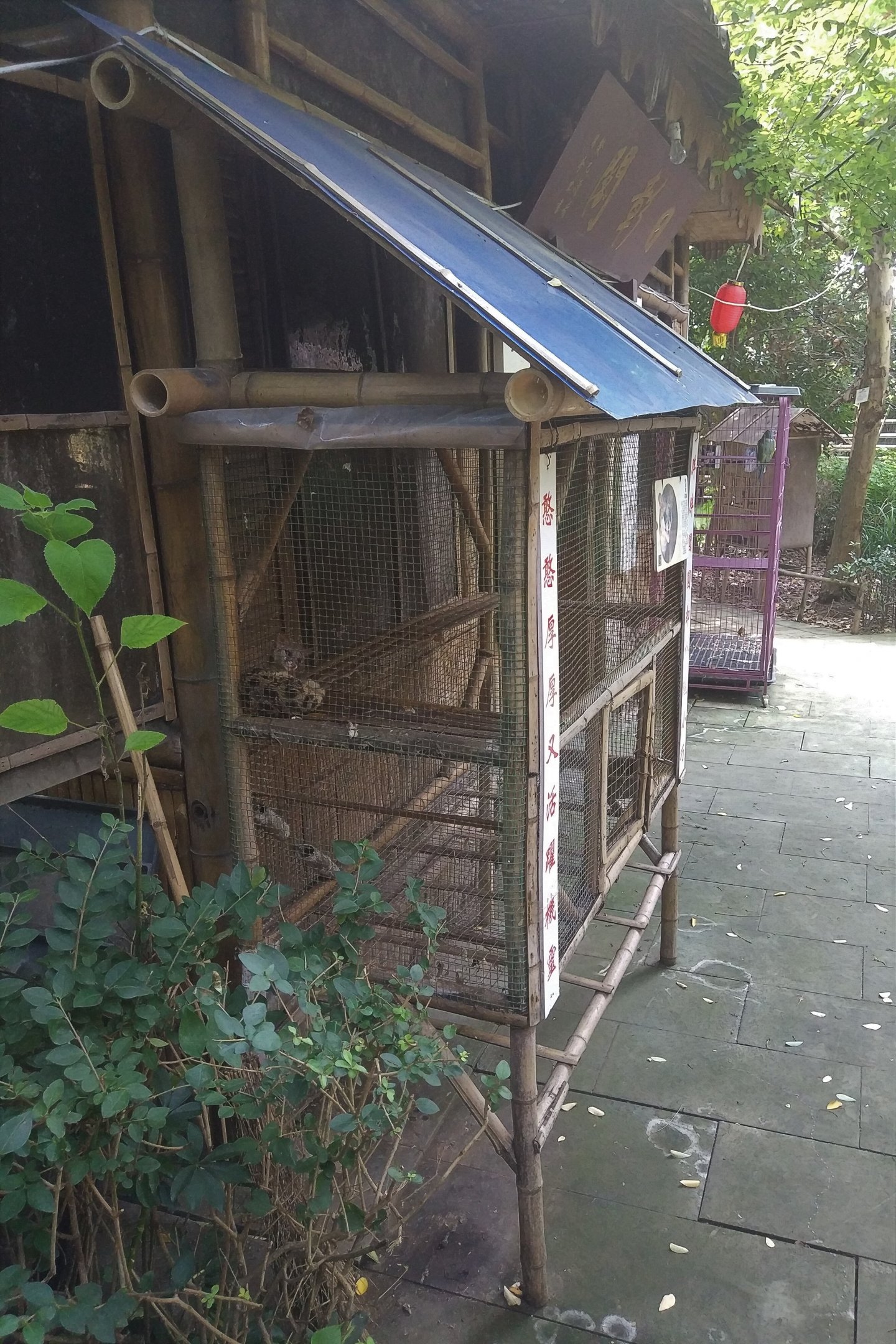 Spotted Linsang Cage