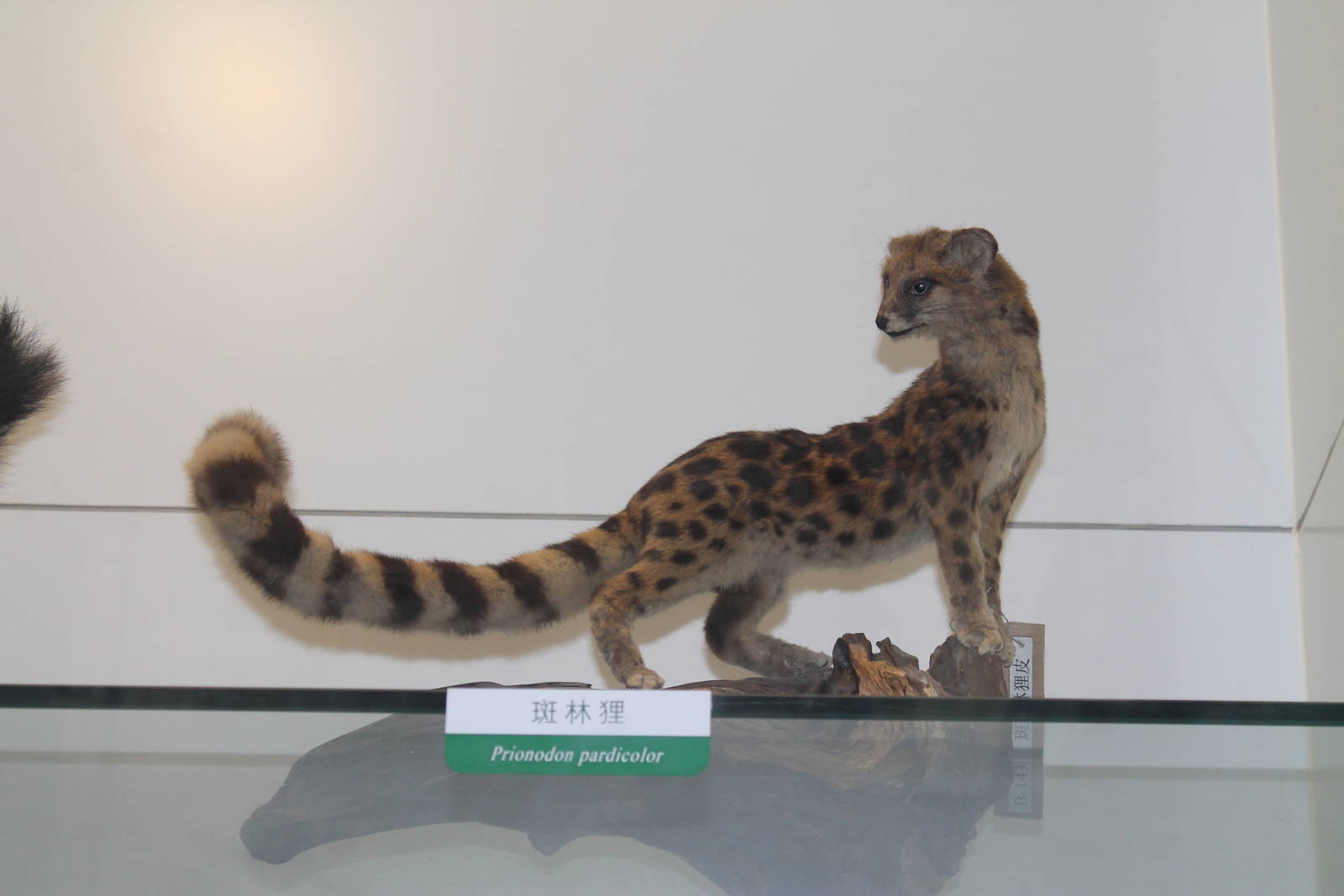 Spotted Linsang (Prionodon pardicolor)