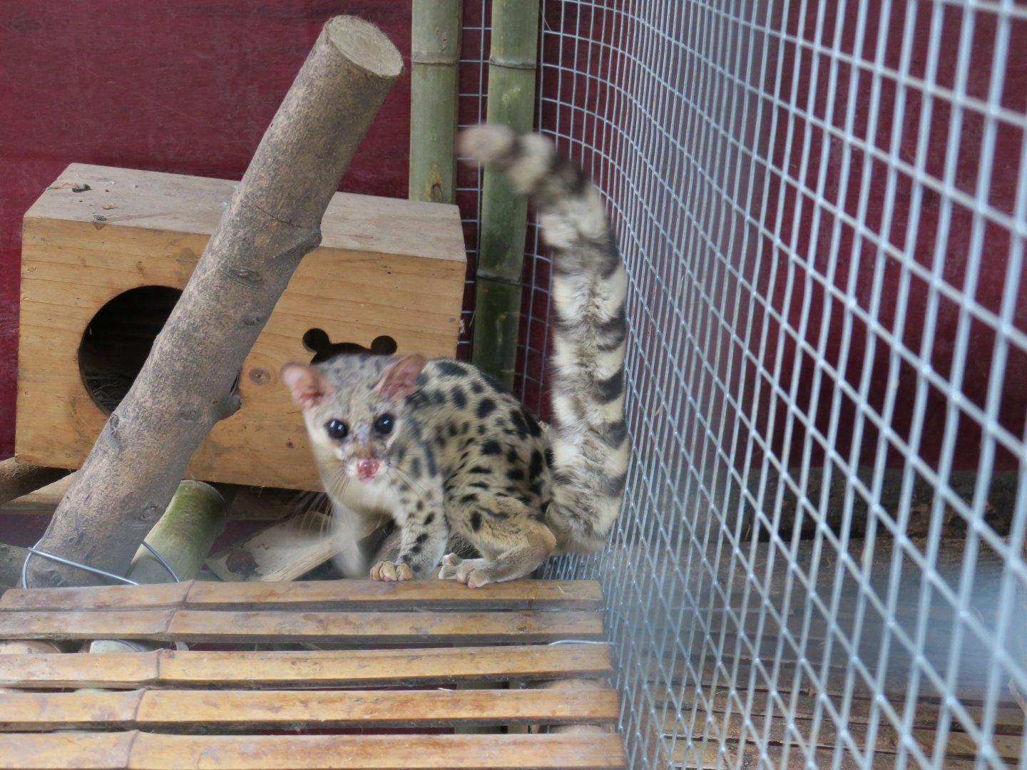 spotted linsang (Prionodon pardicolor)